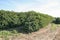 Farm coffee plantation in Brazil