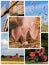 Farm collage