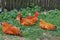 Farm. Colored hens and roosters in the green grass