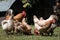 Farm consept. White rooster with chickens on a farmyard in the grass