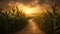 farm corn field path