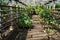 Farm country greenhouse for growing lemons and other citrus fruits