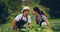 Farm, couple kiss and farming for agriculture, bonding and laughing together with tablet. Kissing, farmers and funny man