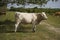 A farm cow walks on a meadow bordered by forest. Blue sky with clouds. Cattle-breeding.