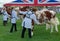 Farm Cows being prepared for judging at Agricultural show UK