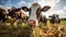 farm cows eating hay