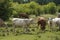 On a farm, cows graze on a forest-lined meadow. Blue sky with clouds. Cattle-breeding.