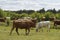 On a farm, cows graze on a forest-lined meadow. Blue sky with clouds. Cattle-breeding.