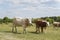 On a farm, cows graze on a forest-lined meadow. Blue sky with clouds. Cattle-breeding.