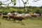 On a farm, cows graze on a forest-lined meadow. Blue sky with clouds. Cattle-breeding.