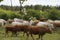 On a farm, cows graze on a forest-lined meadow. Blue sky with clouds. Cattle-breeding.