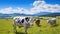 Farm Cows Grazing in a Summer meadow Blue Sky and White Clouds Background AI Generative