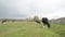 Farm cows meadow eating fresh green grass