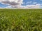 Farm, crop field. landscape with green grass. Spain agriculture.