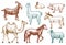 Farm Cute Animal big set. Vector illustration. Camel, horse, goat, pig, donkey, mountain sheep, llama or alpaca, turkey