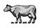 Farm dairy cow. Illustration in engraved style in black and white style.