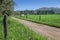 Farm dirt road in between two fence lines, green alfalfa grass f
