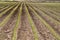 Farm Dirt Rows with Early Sprouting Corn
