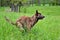 A Farm Dog Poses for His Photo in a Field