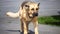 Farm Dog Walking on a Paved Driveway