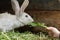 Farm domestic rabbit sniffing a fresh dandelion leaf from child arm