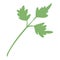 Farm eco parsley icon, cartoon and flat style