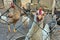 Farm. Ecological chicken. Hens