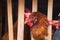 Farm egg-laying hens, living in confined spaces