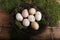 Farm eggs in a small nest
