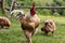 Farm families: the rooster and his hens, free range chickens in country house