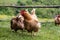 Farm families: the rooster and his hens, free range chickens in country house