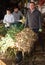 Farm family sorting freshly harvested green onions