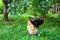 Farm farmyard, rooster and chicken walking in yard