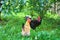 Farm farmyard, rooster and chicken walking in yard