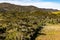 Farm field and Araucaria forest