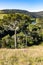 Farm field and Araucaria forest