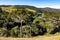 Farm field and Araucaria forest