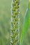 On a farm field close up of spikelets of young wheat