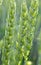 On a farm field close up of spikelets of young wheat