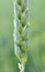 On a farm field close up of spikelets of young wheat