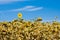 farm field with dry and ripe disk heads of common sunflower ready for harvest, and a late flower bloom in blue summer sky