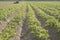 Farm field, field cultivation, seasonal feeding of plants. Rows of crops on the field