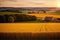 Farm Field of Golden Wheat and Rustic Vegetables