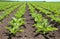 On the farm field grow sugar beets