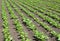 On the farm field grow sugar beets