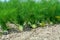 Farm field with growing green annual Florence Fennel bulbing plants. Foeniculum vulgare azoricum