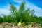 Farm field with growing green annual Florence Fennel bulbing plants. Foeniculum vulgare azoricum