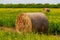 Farm field with hay bales. Roll of hay on the field. Hay bales