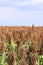 Farm field of milo-sorghum,fall harvest