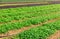 Farm field planted with arugula